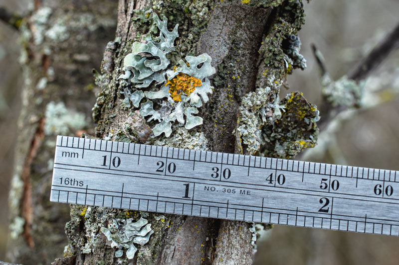 Hammered Shield with Scale Reference