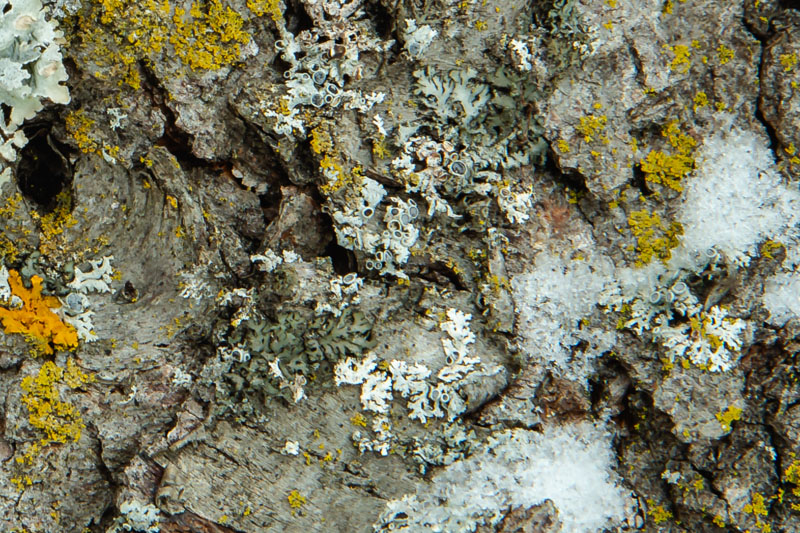 Hoary Rosette in Community