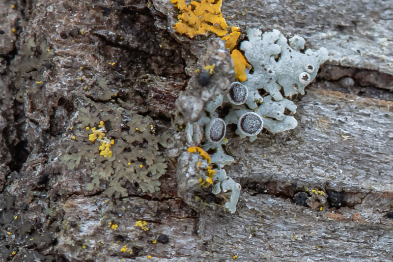 Hoary Rosette Apothecia Detail