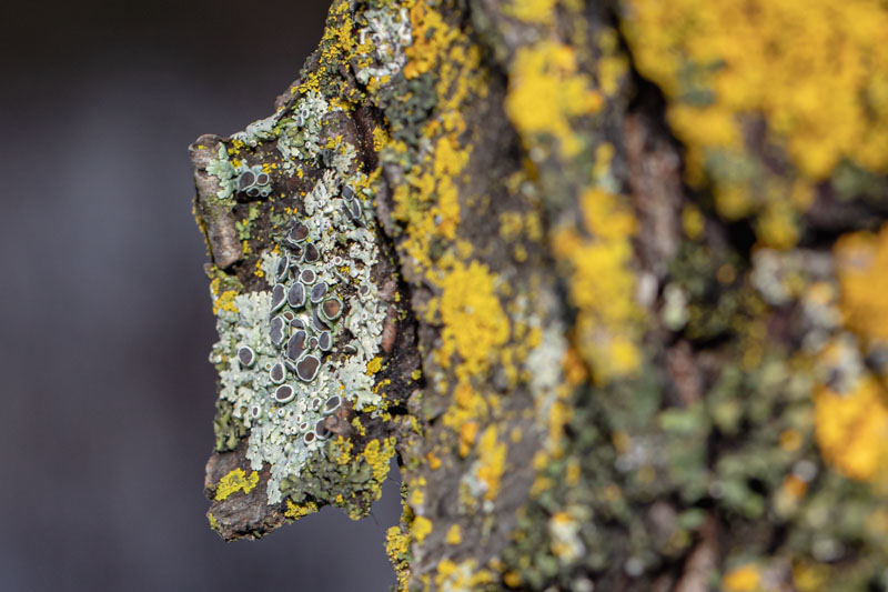 Hoary Rosette at the Margin