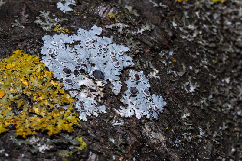 Hoary Rosette Lichen mature colony