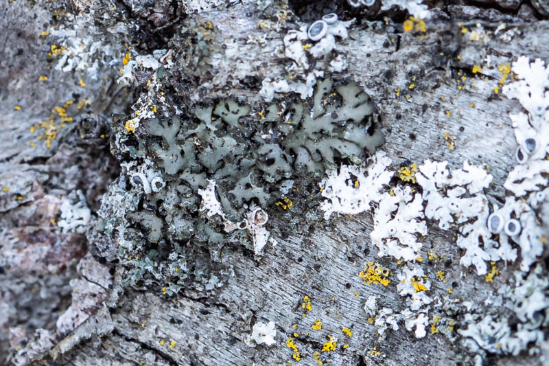 Mealy Shadow Lichen close-up