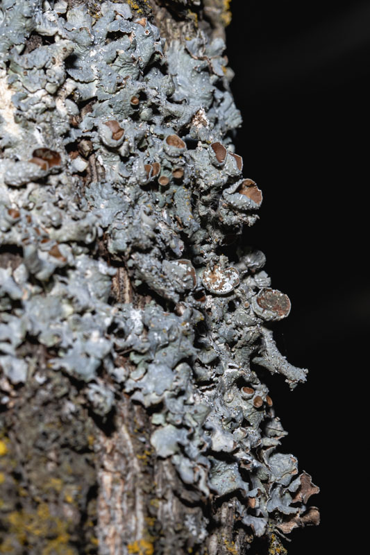 Phaeophyscia orbicularis on Northern Red Oak