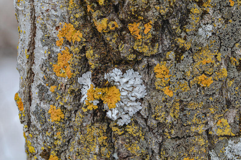 Nitrogen Bark Community