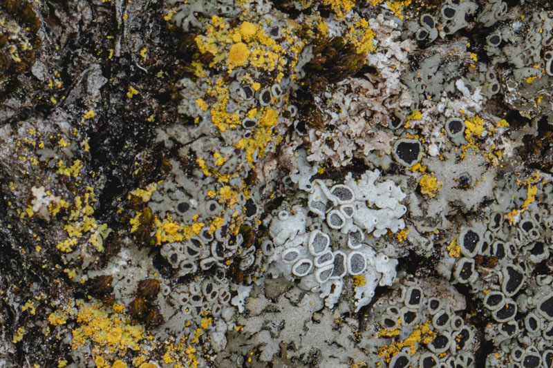 Crustose and Foliose Mosaic