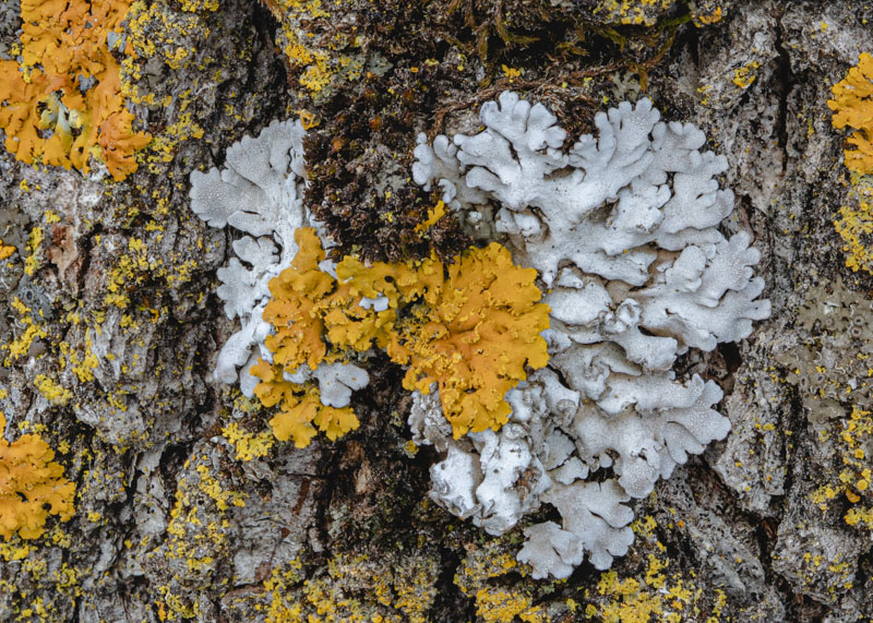 Physcia and Sunburst Interaction