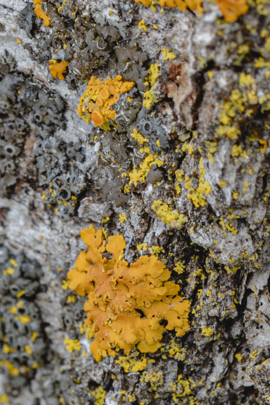 Sunburst and Granular Yellow Crust