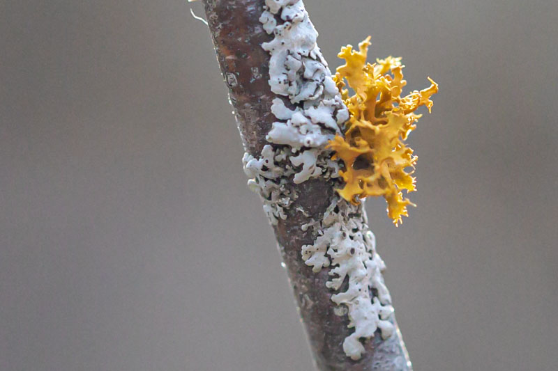 Pin-cushion Sunburst with Physcia orbicularis