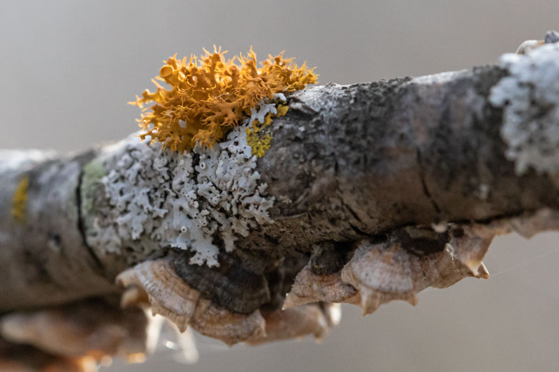 Pin-cushion Sunburst Rising Above Physcia orbicularis