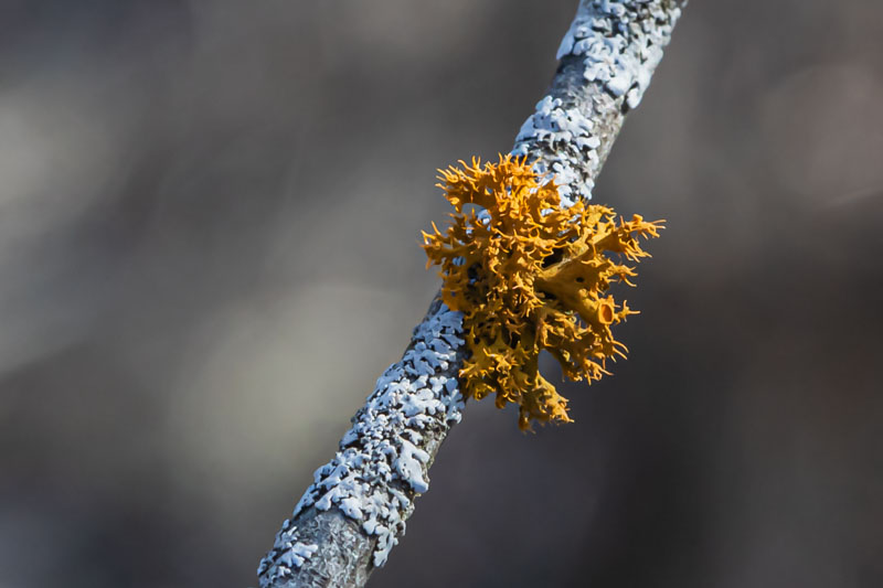 Pin-cushion Sunburst on Twig