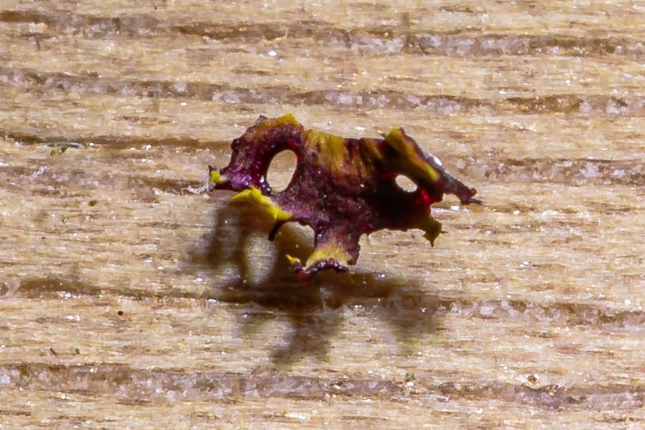 K Test Reaction on Pin-cushion Sunburst