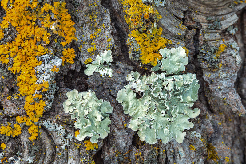 Powder-edged Speckled Greenshield on Bark