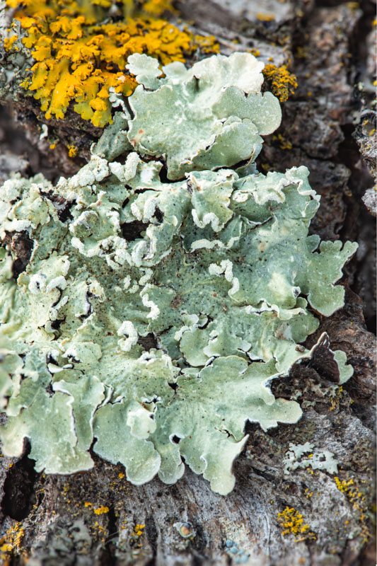 Powder-edged Speckled Greenshield — Detail