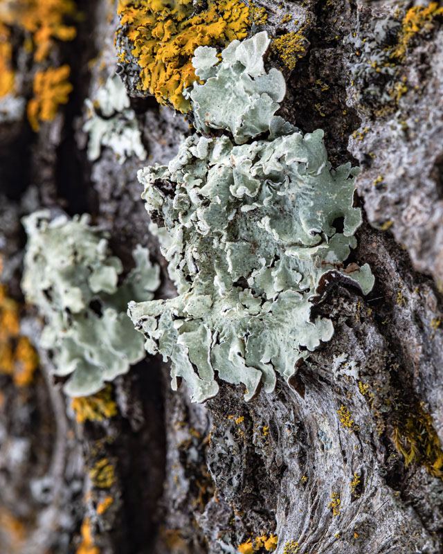 Powder-edged Speckled Greenshield — Close-up
