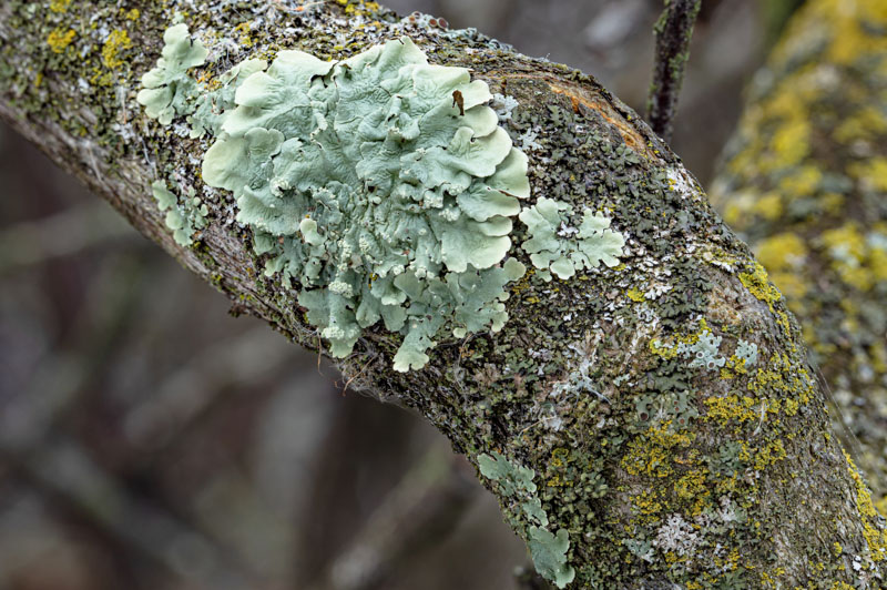 Powdered Greenshield on Weathered Bark