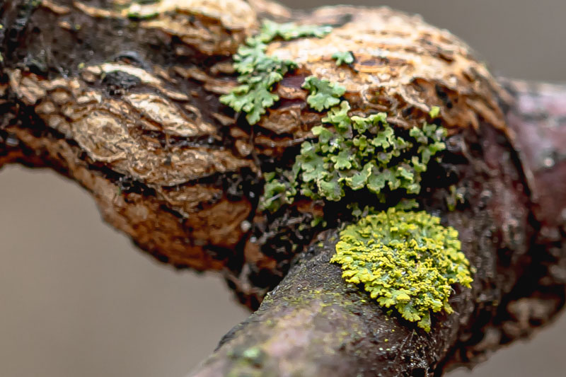 Powdery Shield and Candleflame Lichen on branch
