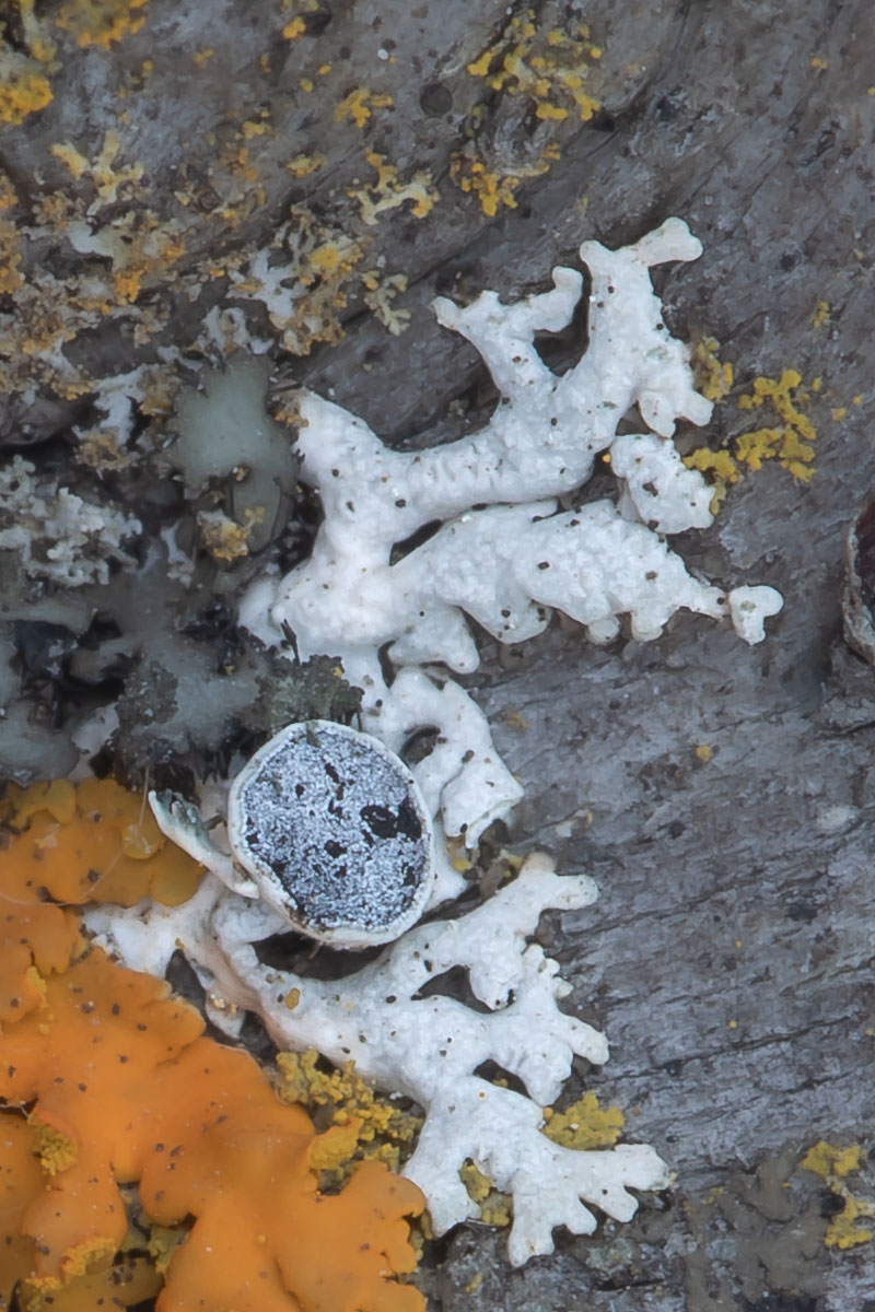 Powdery Shield with Apothecia