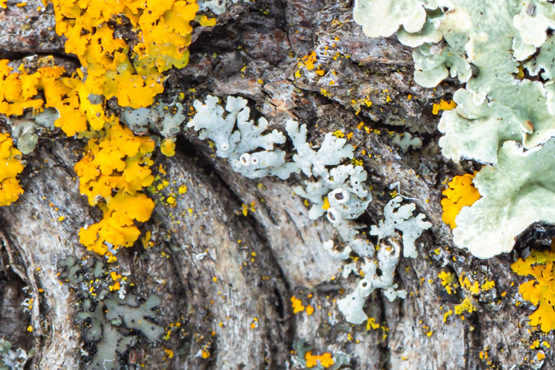 Powdery Shield Among Sunburst and Speckled Shield