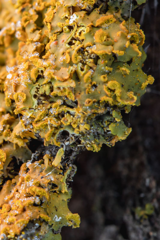 Golden Micro-Architecture – Powdery Sunburst Lichen