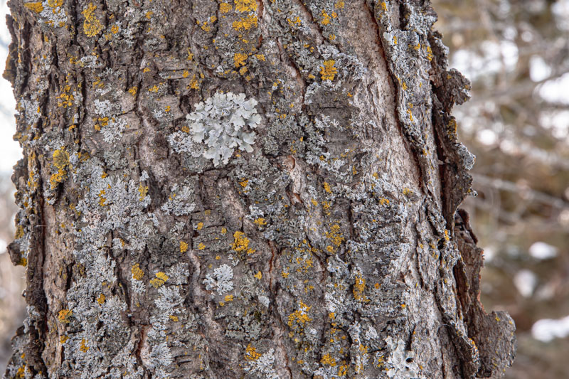 Context on Oak Trunk