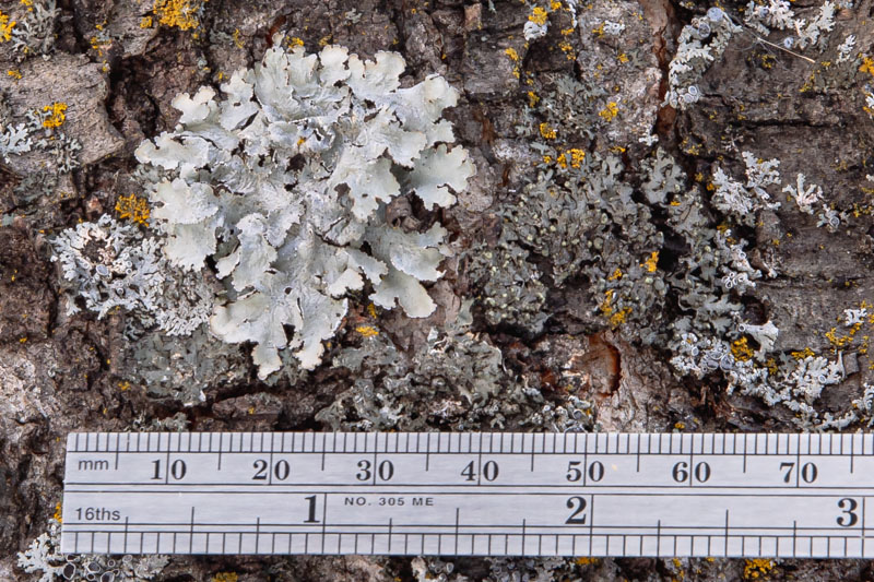 Rosette Scale and Proportion