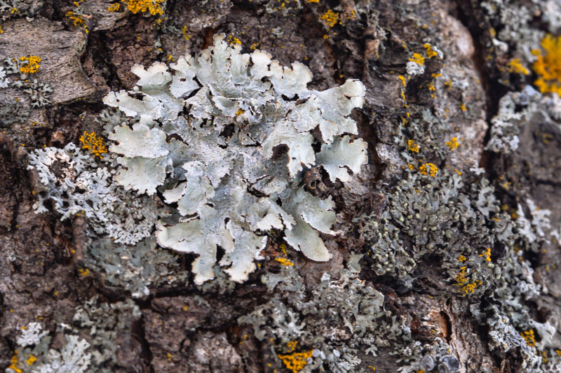 Rough Speckled Shield