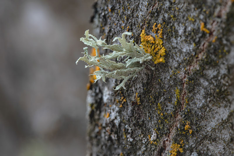 Sinewed Bushy Lichen rising from Sunburst Lichen