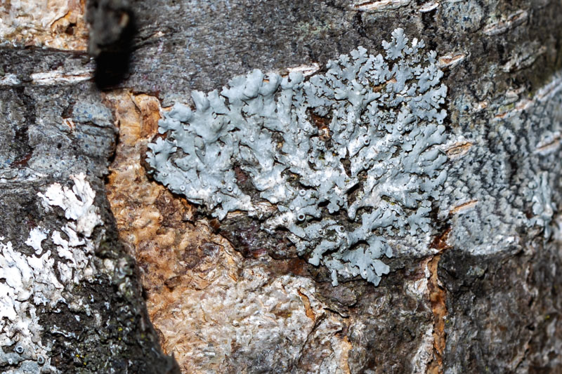 Star Rosette on Bark
