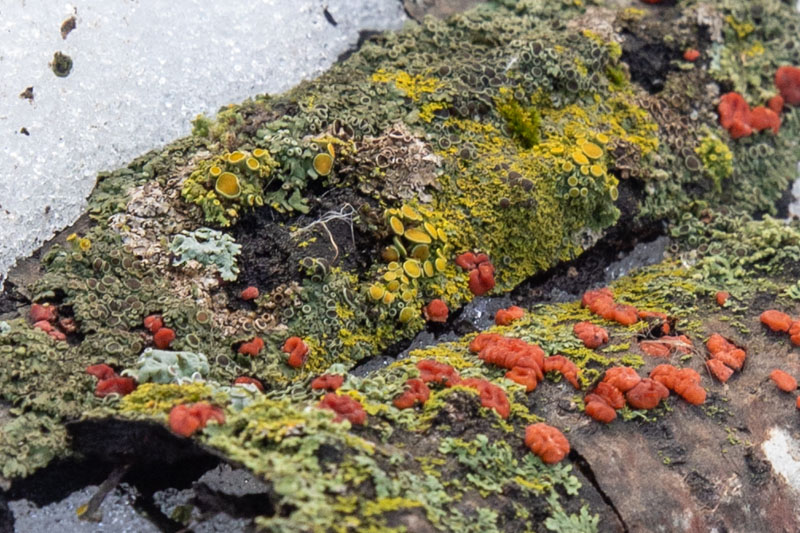 British Soldier Lichen