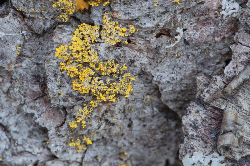 Candleflame (Candelaria) Lichen