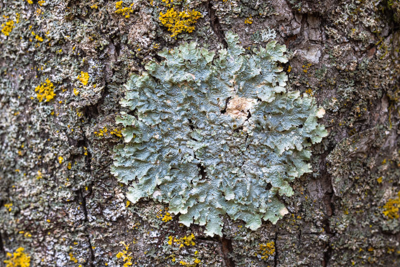 Common Greenshield