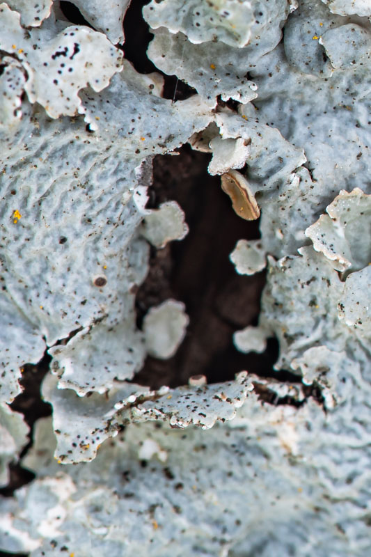 Apothecium Close-up
