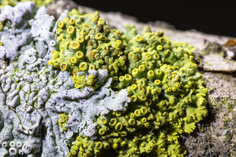 Fringed Candleflame Lichen with small yellow cups and ragged leafy lobes on bark
