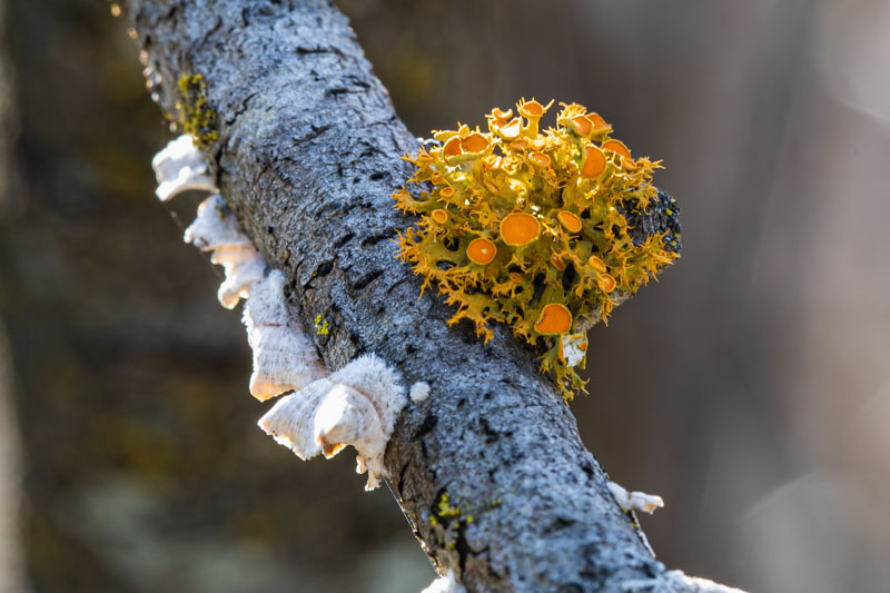 Golden-eye Lichen showing tufted growth form on bark