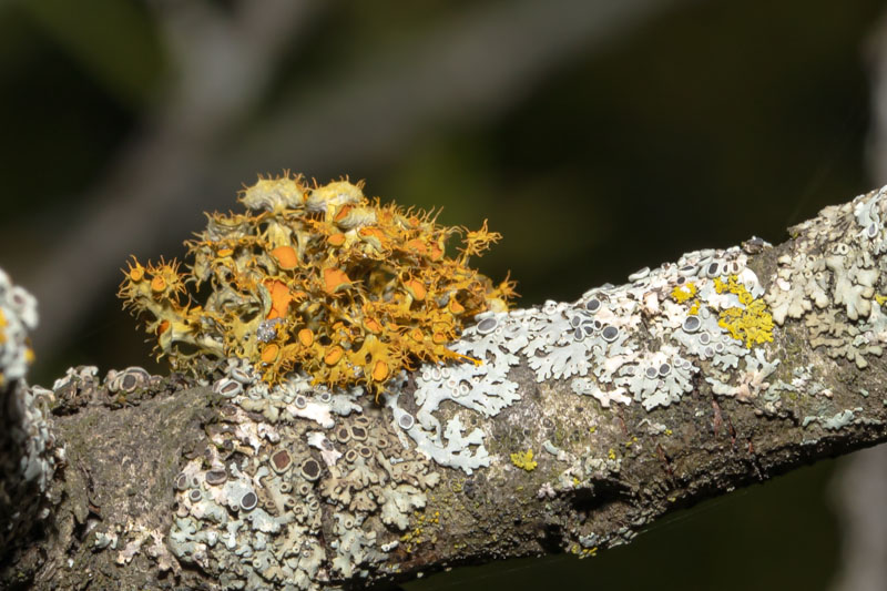Golden-eye Lichen forming a compact shrubby cluster among gray foliose lichens