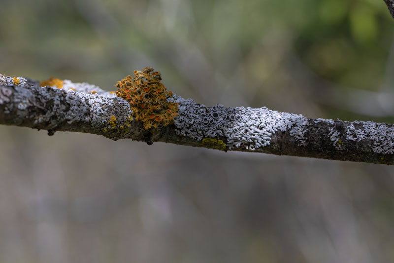 Golden-eye Lichen on a lichen-covered branch in natural light
