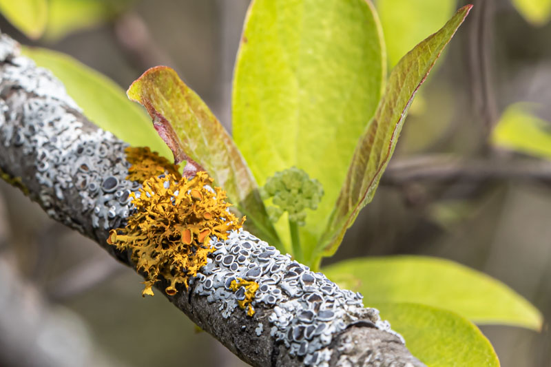Golden-eye Lichen with fresh green leaves in the background