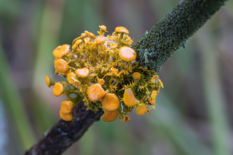 Wet Golden-eye Lichen with glossy orange apothecia and an olive-green thallus at high magnification.