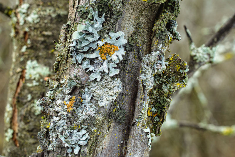 Hammered Shield in a mosaic of bark lichens