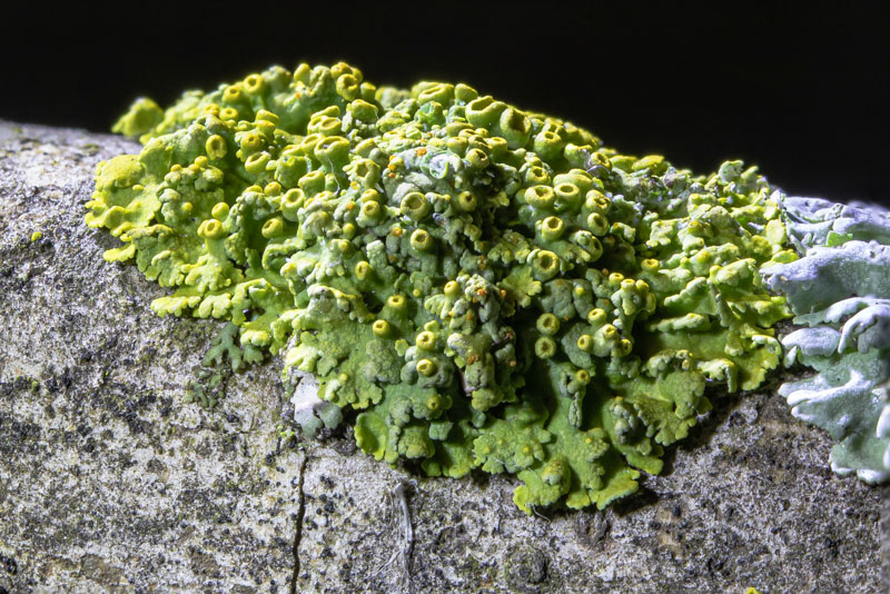 A close view of Pin-cushion Sunburst Lichen with crowded fruiting disks and lobed thallus