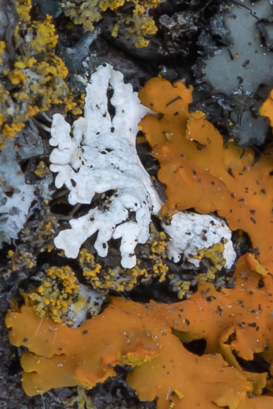 Powdery Shield