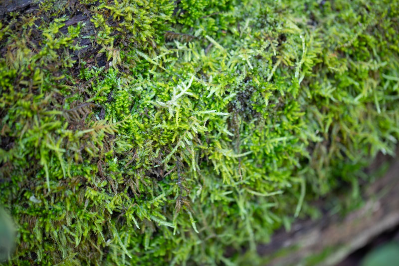 Brocade Moss