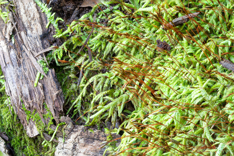 Feather Moss curvifolium