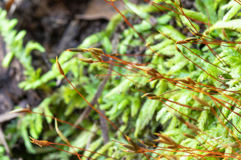 Feather Moss Sporophytes Close Study