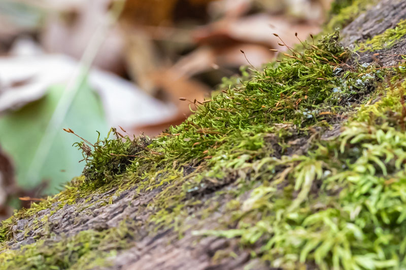 Feather Moss Close Study