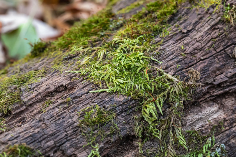 Feather Moss Colony on Decaying Log