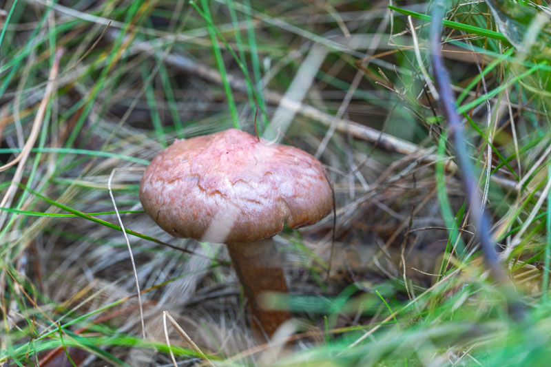 Argill Milkcap