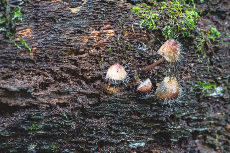 Bleeding Bonnet mushrooms - Day 3