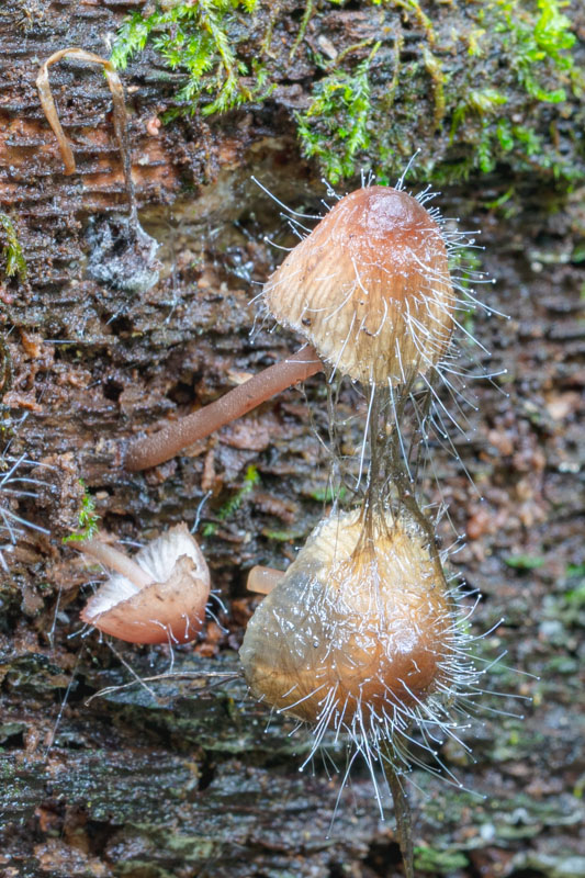 Bleeding Bonnet — Late Stage Infection