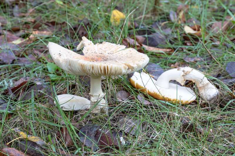 Floury Amanita